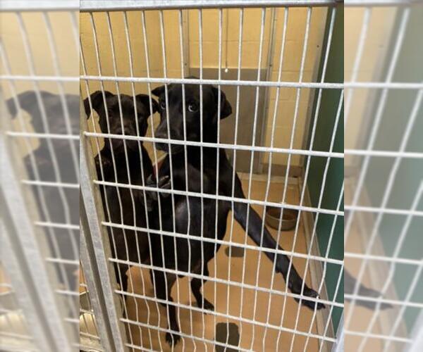 Medium Photo #1 Labrador Retriever-Unknown Mix Puppy For Sale in Texas City, TX, USA