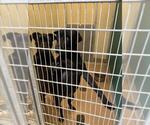 Small Labrador Retriever Mix