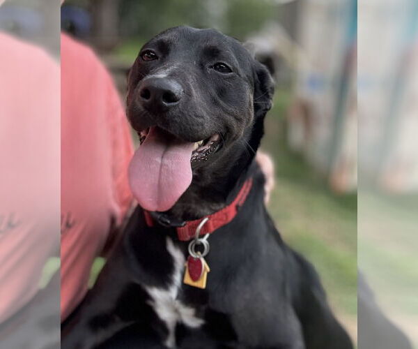 Medium Photo #19 Labrador Retriever-Unknown Mix Puppy For Sale in Garner, NC, USA