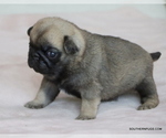 Puppy Buddy Pug