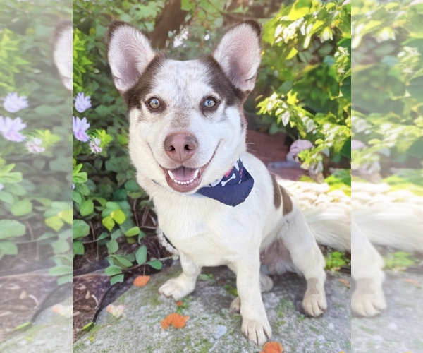 Medium Photo #2 Mutt Puppy For Sale in Newport Beach, CA, USA