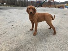 Small Photo #12 Labrador Retriever Puppy For Sale in BUCK, PA, USA