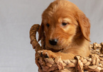 Small Photo #15 Golden Retriever Puppy For Sale in EX SPGS, MO, USA