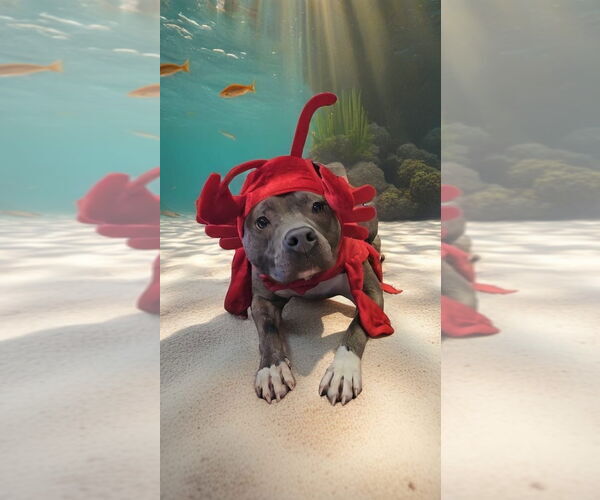 Medium Photo #4 American Pit Bull Terrier Puppy For Sale in Lighthouse Point, FL, USA