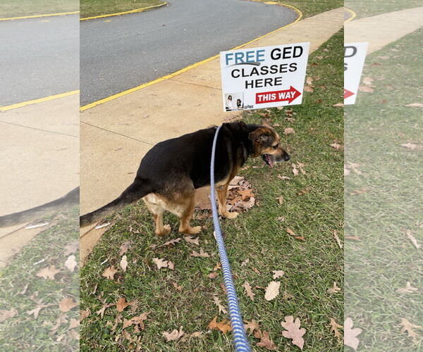Medium Photo #16 German Shepherd Dog-Unknown Mix Puppy For Sale in Rustburg, VA, USA