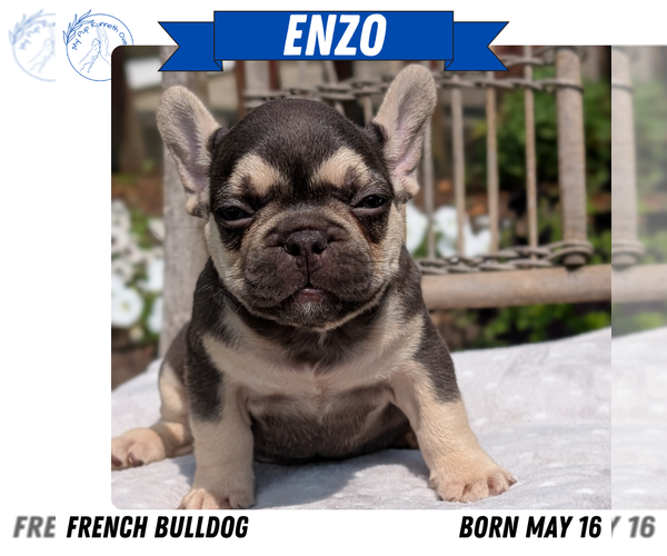 Medium Photo #49 French Bulldog Puppy For Sale in GOSHEN, IN, USA