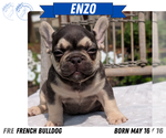 Small Photo #49 French Bulldog Puppy For Sale in GOSHEN, IN, USA