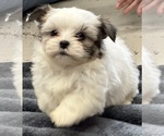 Small Photo #7 Mal-Shi Puppy For Sale in SILEX, MO, USA