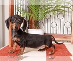 Small Photo #3 Dachshund Puppy For Sale in NAPLES, FL, USA