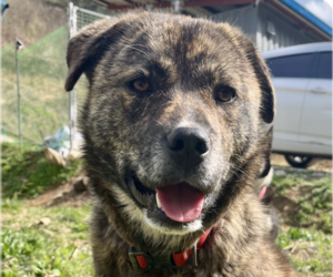 Mutt Dogs for adoption in San Ramon, CA, USA