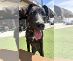 Small #5 American Staffordshire Terrier Mix