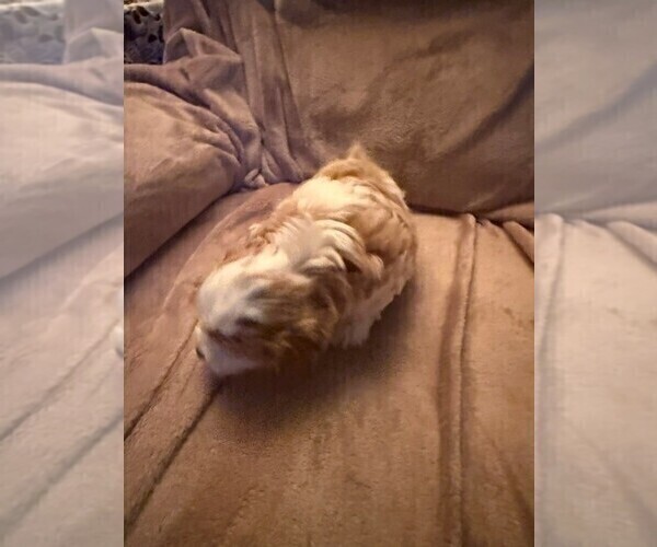 Medium Photo #3 Cavachon-Cavalier King Charles Spaniel Mix Puppy For Sale in VANCOUVER, WA, USA