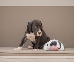 Small #5 Great Dane