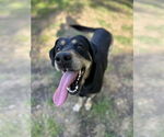 Small #5 Rottweiler Mix