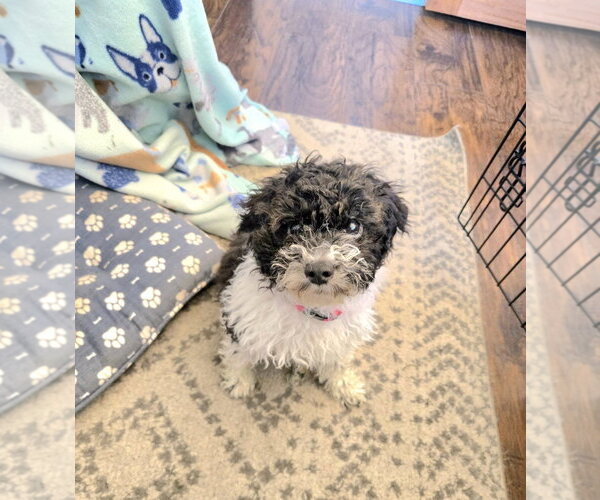 Medium Photo #4 Bichon Frise Puppy For Sale in Wheaton, IL, USA