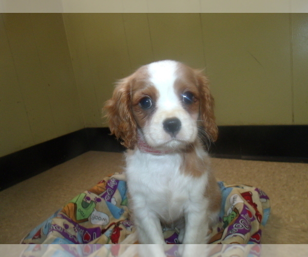 Medium Photo #6 Cavalier King Charles Spaniel Puppy For Sale in PATERSON, NJ, USA