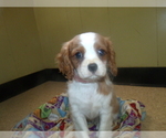 Small Photo #6 Cavalier King Charles Spaniel Puppy For Sale in PATERSON, NJ, USA