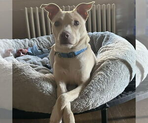 Chihuahua-Unknown Mix Dogs for adoption in Landenberg, PA, USA