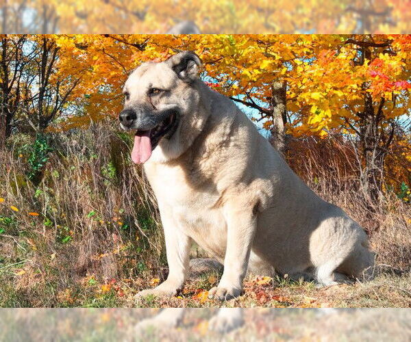 Medium Photo #2 Anatolian Shepherd-Unknown Mix Puppy For Sale in San Andreas, CA, USA