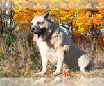 Small #1 Anatolian Shepherd Mix