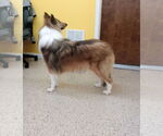 Small #6 Collie
