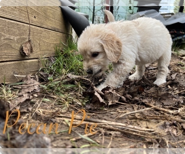 Medium Photo #3 Goldendoodle Puppy For Sale in VANCOUVER, WA, USA