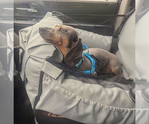 Medium Photo #4 Dachshund Puppy For Sale in Shelbyville, TN, USA