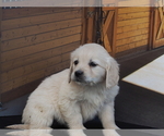 Small Photo #4 Golden Retriever Puppy For Sale in WIRTZ, VA, USA