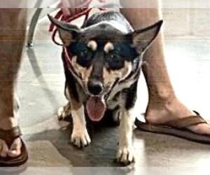 German Shepherd Dog-Unknown Mix Dogs for adoption in Houston, TX, USA