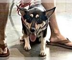 Small German Shepherd Dog Mix