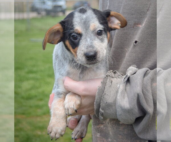Medium Photo #3 Pug-Unknown Mix Puppy For Sale in Huntley, IL, USA