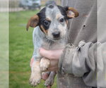 Small #2 Pug Mix