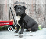 Small Photo #13 Australian Cattle Dog-Miniature Australian Shepherd Mix Puppy For Sale in SULLIVAN, OH, USA