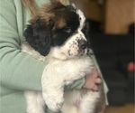 Small Photo #6 Saint Bernard Puppy For Sale in ANTWERP, NY, USA