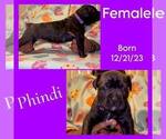 Puppy Phindi America Bandogge Mastiff-Cane Corso Mix