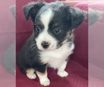 Puppy 1 Miniature Australian Shepherd