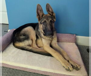 Medium German Shepherd Dog