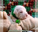 Small Photo #23 Dogo Argentino Puppy For Sale in JANE, MO, USA