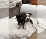 Small #2 American Pit Bull Terrier Mix