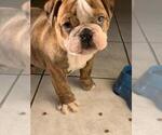 Small Photo #2 English Bulldog Puppy For Sale in IMPERIAL BCH, CA, USA