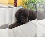Small Photo #3 Aussiedoodle Puppy For Sale in FT LAUDERDALE, FL, USA