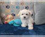 Small Photo #18 Maltese Puppy For Sale in OCALA, FL, USA
