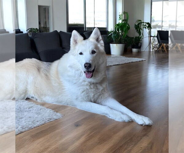 Medium Photo #12 Alusky Puppy For Sale in Bellingham, WA, USA