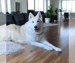 Small #11 Alusky