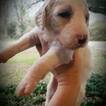 Small Photo #9 Labradoodle Puppy For Sale in ARIEL, MS, USA