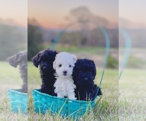 Poodle (Toy)-Schnauzer (Miniature) Mix Puppy for Sale in OOLTEWAH, Tennessee USA