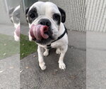 Small #6 Bulldog