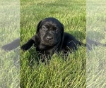 Small Photo #32 Labrador Retriever Puppy For Sale in FREDERICKSBG, OH, USA