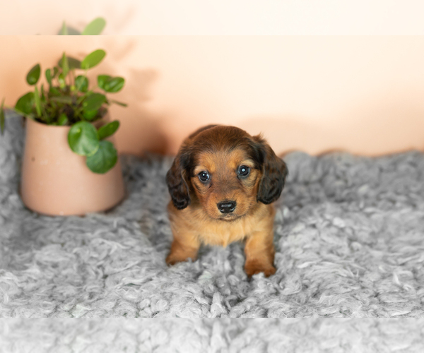 Medium Photo #3 Dachshund Puppy For Sale in WAKARUSA, IN, USA