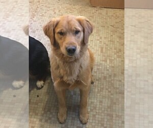 Golden Retriever Puppy for sale in GROSSE POINTE PARK, MI, USA